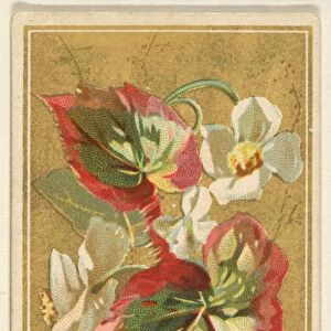 Begonia Begonia Rex Flowers series Old Judge Cigarettes