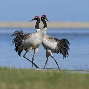 Black-necked Cranes displaying, Grus nigricollis