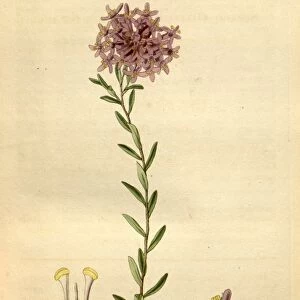 Botanical print by Sir William Jackson Hooker, FRS, 1785 a 1865, English botanical