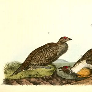 Cock of the Plains. 1. Male. 2. Female. Audubon, John James, 1785-1851