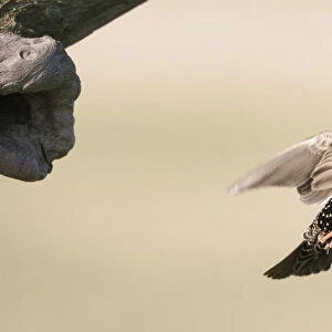 Common Starling flying near nest, Sturnus vulgaris, Hungary