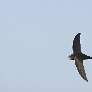 Common Swift in flight, Apus apus, Netherlands