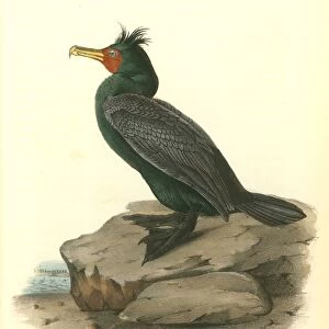 Double-crested Cormorant. Male. Audubon, John James, 1785-1851