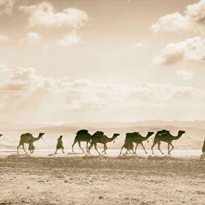 Egyptian camel transport passing Olivet 1918