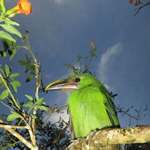 Emerald Toucanet perched in bush, Aulacorhynchus prasinus, Colombia