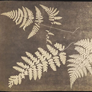 Fern Leaves British 1850? Photogenic drawing