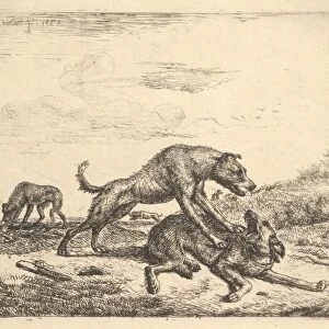 Fighting Dogs Different Animals 1657 Etching