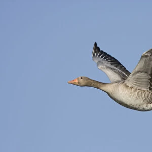 Flying Greylag Goose against blue sky, Anser anser, Netherlands
