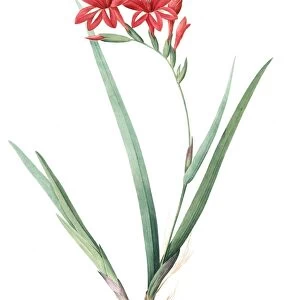 Gladiolus cardinalis, Glaieul cardinal; Waterfall Gladiolus, New Year Lily; Superb