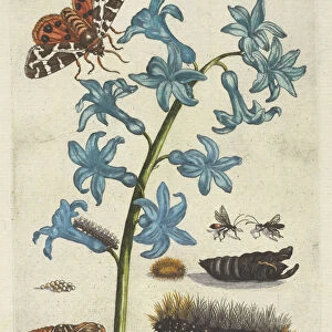 Hyacinth De Europische insecten Merian Maria Sibylla