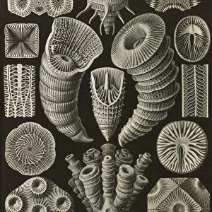 Illustration shows corals. Tetracoralla. - Bierstrahlige Sternkorallen, 1 print