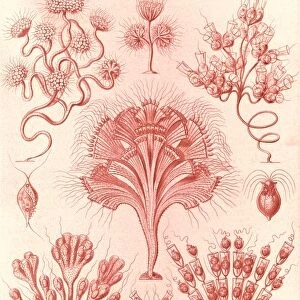 Illustration shows microorganisms. Flagellata