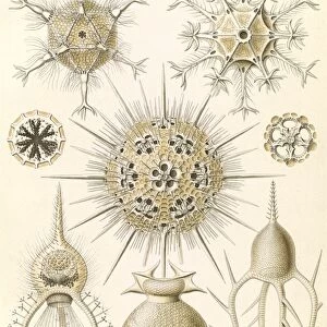 Illustration shows microorganisms. Phaeodaria
