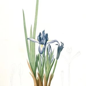 Iris triflora, Iris ensata; Iris a trois fleurs, Japanese Iris, Redoute, Pierre Joseph