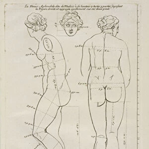 La Venus Aphrodide Les proportions du corps humain