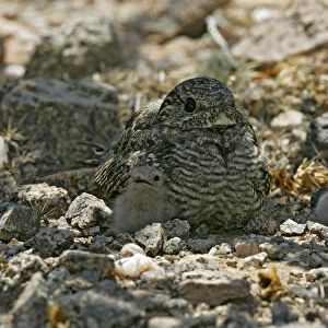 Lesser Nighthawk, Chordeiles acutipennis, United States