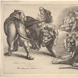 Five Lions Lioness 1646 Etching state Plate 5 1 / 2