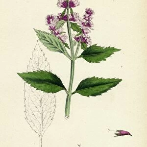 Mentha piperita var. officinalis; Garden Pepper-mint