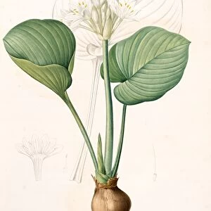 Pancratium amboinense, Eurycles sylvestris; Pancrace d Amboine; Brisbane Lily