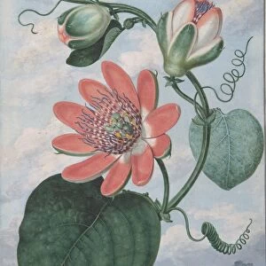 Passion Flower 1799 Gouache vellum sheet 10 3 / 8 x 7 15 / 16