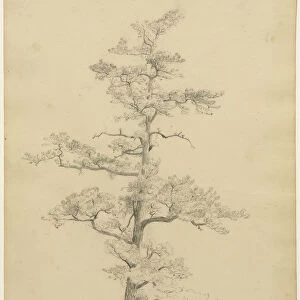 Pine Tree Conway New Hampshire recto 1851 David Johnson