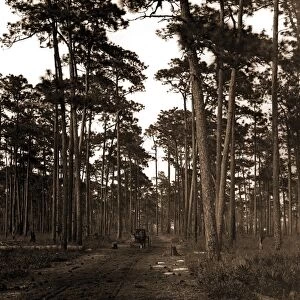 In the pine woods, Florida, Roads, Pines, Forests, United States, Florida, 1904