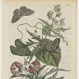 Plantae et papiliones rariores No 7 1748 Georg Dionysius Ehret