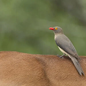 Red-billed Oxpecker at the back of an impala, Buphagus erythrorynchus, South Africa