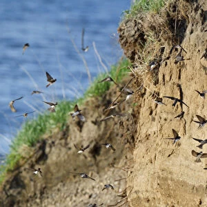 Sand Martins flying in front of breeding colony in embankment along river, Riparia riparia, Netherlands