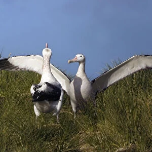 Snowy (Wandering) Albatross (Diomedea (exulans) exulans) greeting each other on the nest when one of the birds returns