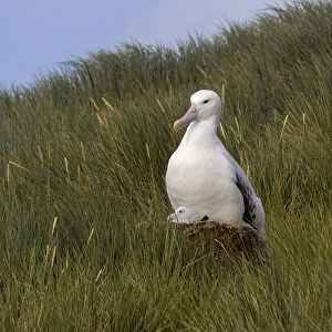 Snowy (Wandering) albatross on its nest
