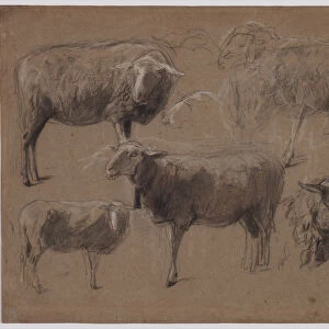 Studies Sheep second half 1800s Anton Mauve Dutch
