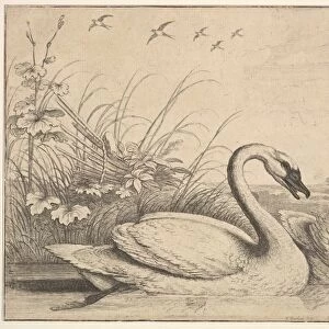 Two Swans 1654-58 Etching second state two