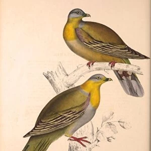 Vinago Militaris. Birds from the Himalaya Mountains, engraving 1831 by Elizabeth Gould