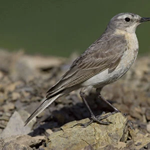 Water Pipit perched on rock, Anthus spinoletta