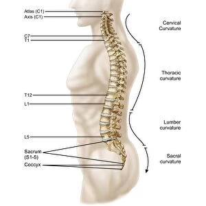 Anatomy of human vertebral column, left lateral view