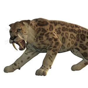 An angry saber-toothed tiger
