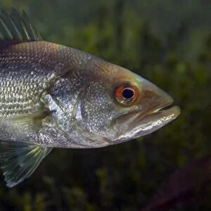 A close-up view of an adolescent Florida Largemouth Bass