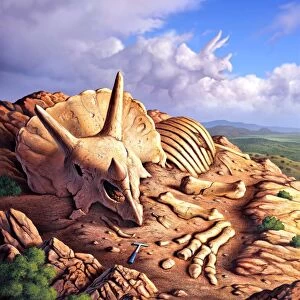 The exposed bones of a Triceratops on a western landscape