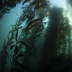 Giant kelp (Macrocystis pyrifera) grows off the coast of California