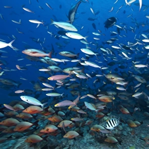 Huge school of reef fish off the coast of Fiji