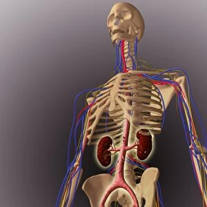 Human skeleton showing kidneys and nervous system