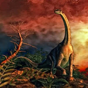 Jobaria was a sauropod dinosaur that lived during the middle Jurassic Period