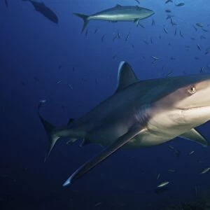 A large silvertip shark, Fiji