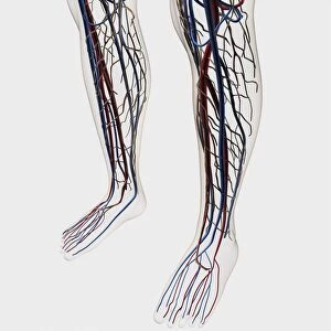 Medical illustration of arteries, veins and lymphatic system in human legs