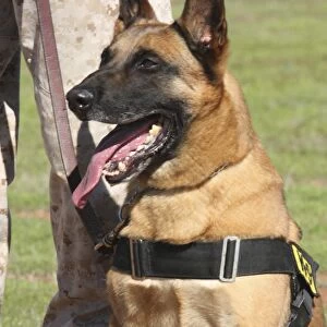 Military working dog pants in the hot sun