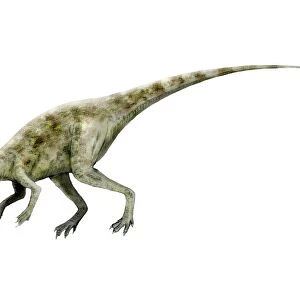 Staurikosaurus dinosaur
