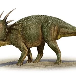 Styracosaurus albertensis, a prehistoric era dinosaur