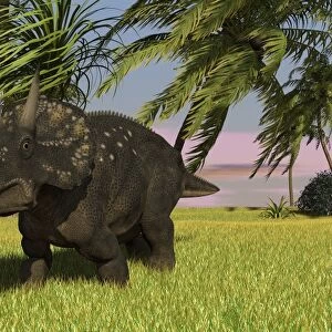 Triceratops roaming a tropical environment