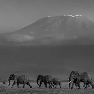 Amboseli Elephants and Mt Kilimanjaro